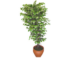 Ficus zel Starlight 1,75 cm   ankr iek sat 