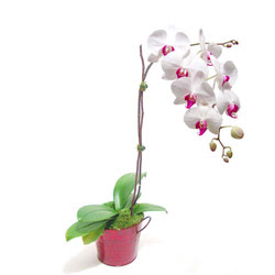  ankr iek online iek siparii  Saksida orkide