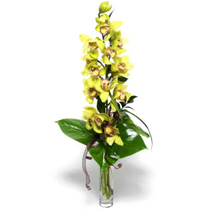 ankr 14 ubat sevgililer gn iek  cam vazo ierisinde tek dal canli orkide