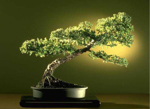 ithal bonsai saksi iegi  ankr online ieki , iek siparii 