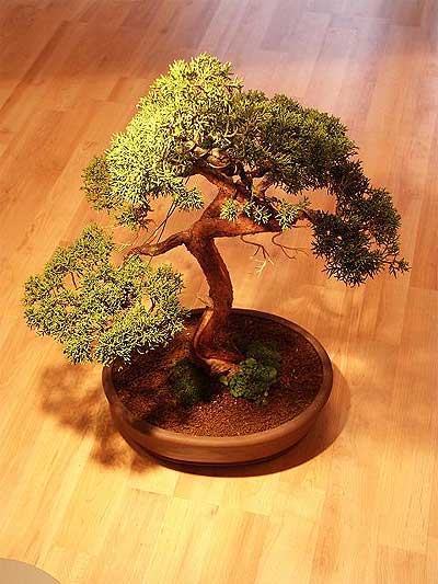ithal bonsai saksi iegi  ankr internetten iek siparii 