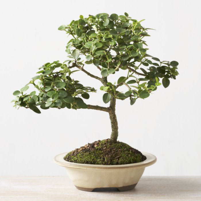 ithal bonsai saksi iegi  ankr internetten iek sat 