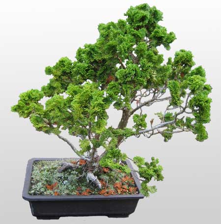 ithal bonsai saksi iegi  ankr 14 ubat sevgililer gn iek 