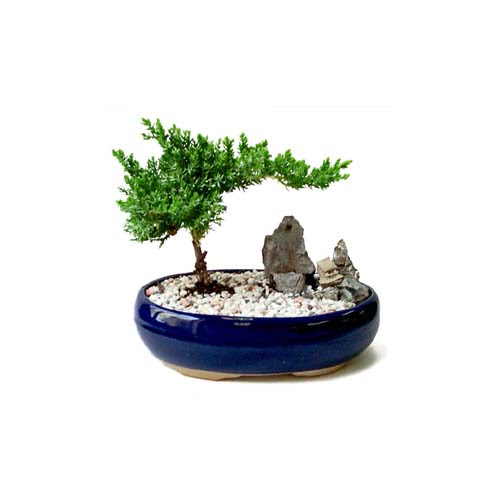 ithal bonsai saksi iegi  ankr iek online iek siparii 