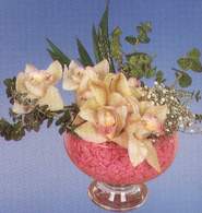  ankr internetten iek siparii  Dal orkide kalite bir hediye