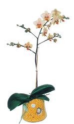  ankr ieki telefonlar  Phalaenopsis Orkide ithal kalite