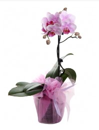 1 dal pembe orkide saksı çiçeği  Çankırı çiçek siparişi vermek 
