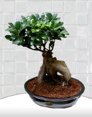 saks iei japon aac bonsai  ankr iek siparii vermek 