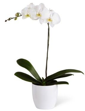 1 dall beyaz orkide  ankr hediye iek yolla 