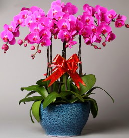 7 dall mor orkide  ankr internetten iek sat 