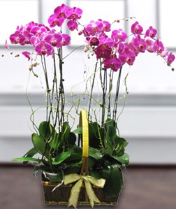 4 dall mor orkide  ankr online iek gnderme sipari 