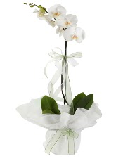1 dal beyaz orkide iei  ankr iek gnderme 