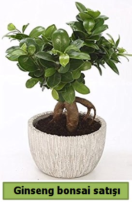Ginseng bonsai japon aac sat  ankr iek servisi , ieki adresleri 