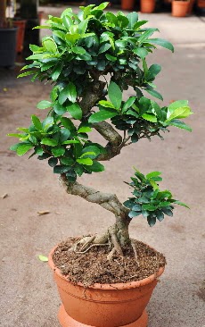 Orta boy bonsai saks bitkisi  ankr iek yolla 