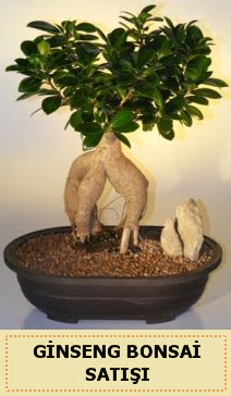 thal Ginseng bonsai sat japon aac  ankr iek yolla , iek gnder , ieki  