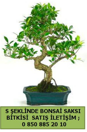 thal S eklinde dal erilii bonsai sat  ankr iek online iek siparii 