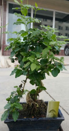 Bonsai japon ağacı saksı bitkisi  Çankırı çiçek gönderme 
