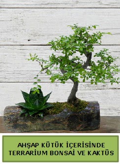 Ahap ktk bonsai kakts teraryum  ankr iek yolla 