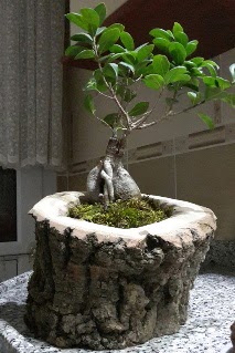 Ahap ktk ierisinde ginseng bonsai  ankr iek yolla 