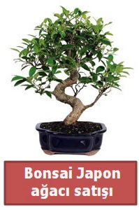 Japon aac bonsai sat  ankr iek yolla , iek gnder , ieki  