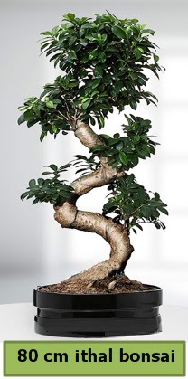 80 cm özel saksıda bonsai bitkisi  Çankırı çiçek servisi , çiçekçi adresleri 