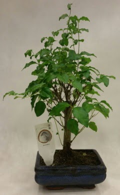 Minyatr bonsai japon aac sat  ankr iek servisi , ieki adresleri 