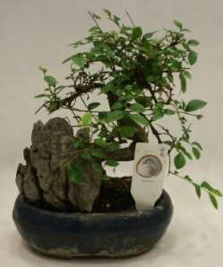 thal 1.ci kalite bonsai japon aac  ankr iek maazas , ieki adresleri 