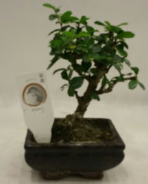 Kk minyatr bonsai japon aac  ankr iek online iek siparii 