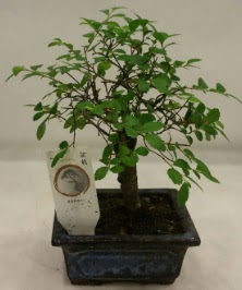 Minyatr ithal japon aac bonsai bitkisi  ankr iek maazas , ieki adresleri 
