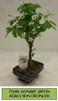thal bonsai japon aac bitkisi  ankr iek siparii sitesi 