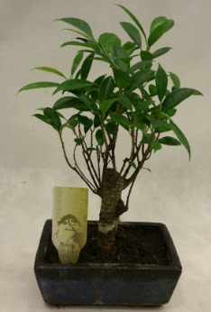Japon aac bonsai bitkisi sat  ankr iek servisi , ieki adresleri 