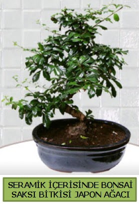 Seramik vazoda bonsai japon aac bitkisi  ankr iek yolla , iek gnder , ieki  