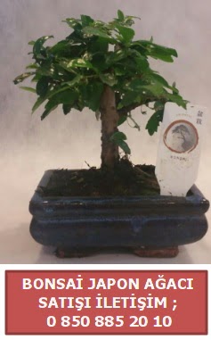 Japon aac minyar bonsai sat  ankr iek maazas , ieki adresleri 