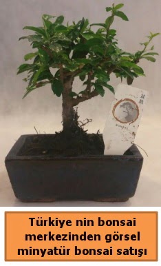 Japon aac bonsai sat ithal grsel  ankr hediye sevgilime hediye iek 