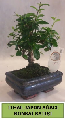thal japon aac bonsai bitkisi sat  ankr iek servisi , ieki adresleri 