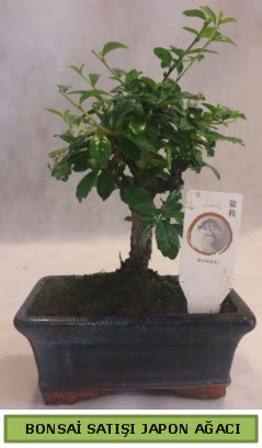 Minyatr bonsai aac sat  ankr iek online iek siparii 