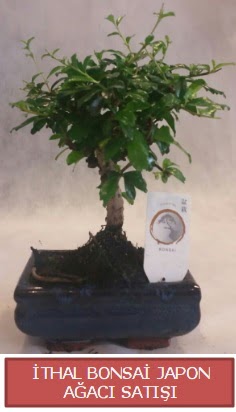 thal kk boy minyatr bonsai aa bitkisi  ankr iek servisi , ieki adresleri 