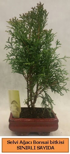 Selvi aac bonsai japon aac bitkisi  ankr iek maazas , ieki adresleri 