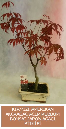 Amerikan akaaa Acer Rubrum bonsai  ankr ucuz iek gnder 