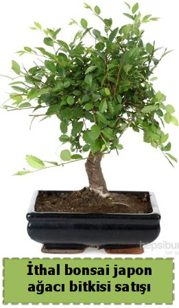 thal bonsai saks iei Japon aac sat  ankr 14 ubat sevgililer gn iek 