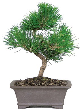 am aac bonsai japon aac bitkisi  ankr iek online iek siparii 