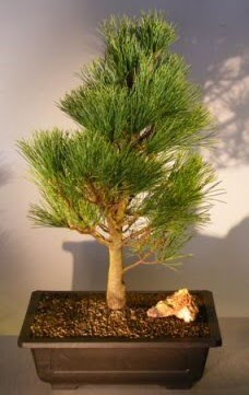 am aac japon aac bitkisi bonsai  ankr iek servisi , ieki adresleri 