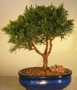 Servi am bonsai japon aac bitkisi  ankr hediye sevgilime hediye iek 