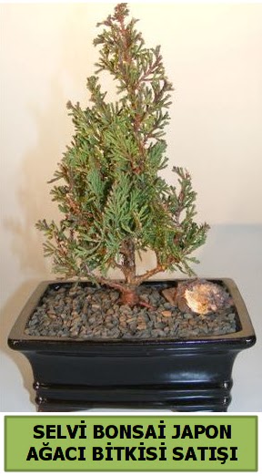 Selvi am japon aac bitkisi bonsai  ankr iek servisi , ieki adresleri 