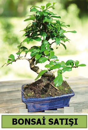 am bonsai japon aac sat  ankr iek maazas , ieki adresleri 