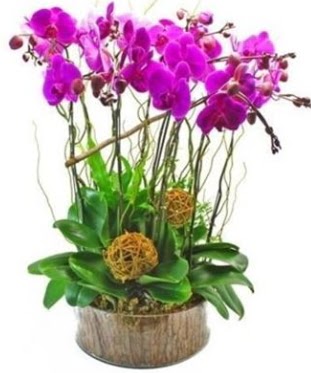 Ahap ktkte lila mor orkide 8 li  ankr nternetten iek siparii 
