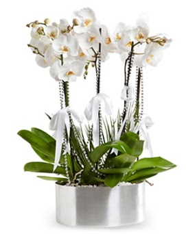 Be dall metal saksda beyaz orkide  ankr hediye sevgilime hediye iek 