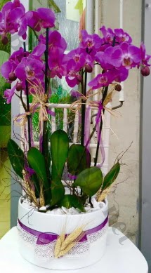Seramik vazoda 4 dall mor lila orkide  ankr ieki telefonlar 