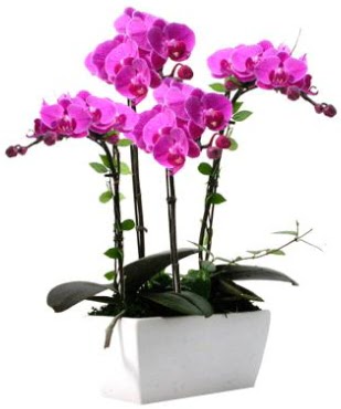 Seramik vazo ierisinde 4 dall mor orkide  ankr iek maazas , ieki adresleri 