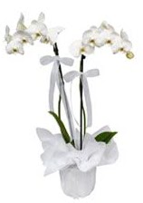 2 dall beyaz orkide  ankr online iek gnderme sipari 